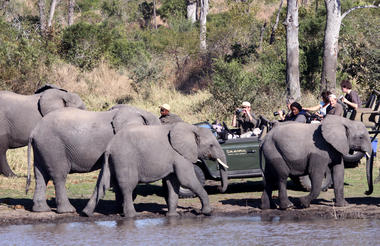 An amazing elephant encounter at Savanna